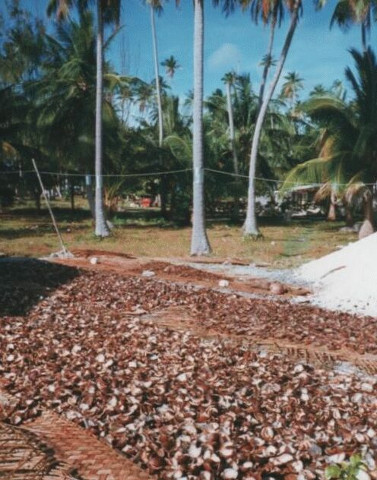 Fakarava Coconut Meat Drying In the Sun